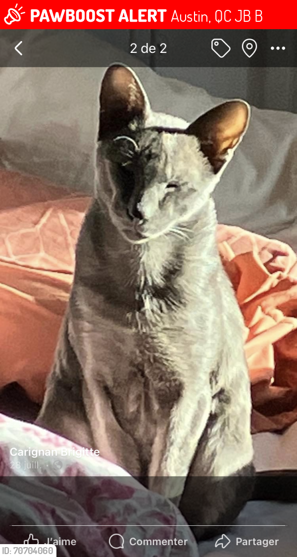 Lost Male Cat last seen Chemin nord, Austin , quebec, Austin, QC J0B 1B0