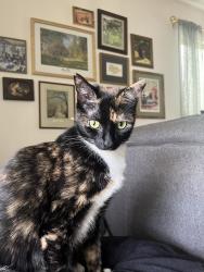 Lost Female Cat last seen Near Old Pittsboro Rd. Carrboro NC, Carrboro, NC 27510