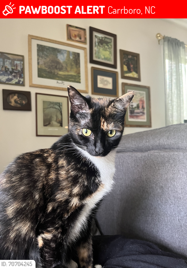 Lost Female Cat last seen Near Old Pittsboro Rd. Carrboro NC, Carrboro, NC 27510