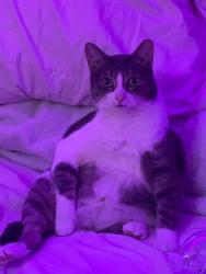 Lost Female Cat last seen Saginaw Ln. Collegedale, TN, Collegedale, TN 37363