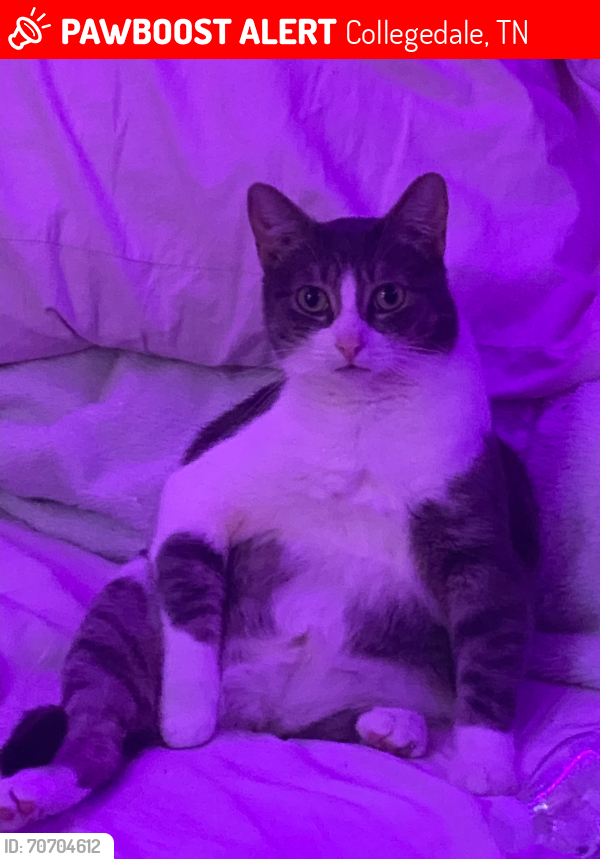 Lost Female Cat last seen Saginaw Ln. Collegedale, TN, Collegedale, TN 37363