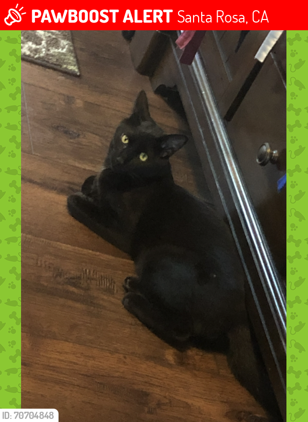 Lost Male Cat last seen Waltzer Road, Lapper Avenue, Santa Rosa, CA 95403