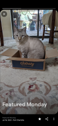 Lost Male Cat last seen BERKSHIRE & WATERSIDE ST...Port Charlotte , Florida , PT CHARLOTTE, FL 33954