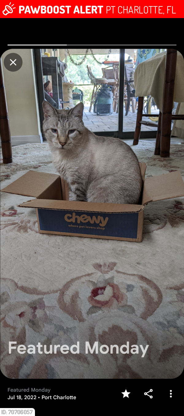Lost Male Cat last seen BERKSHIRE & WATERSIDE ST...Port Charlotte , Florida , PT CHARLOTTE, FL 33954