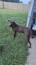 Reunited Male Dog last seen Davis highway and Brent Avenue, Pensacola, FL 32503