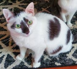 Lost Male Cat last seen Joeger & Miller Oak Road in Auburn , Auburn, CA 95602