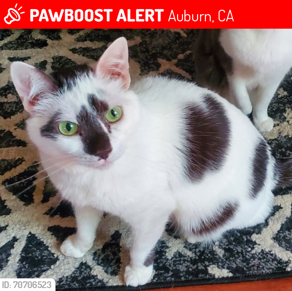 Lost Male Cat last seen Joeger & Miller Oak Road in Auburn , Auburn, CA 95602