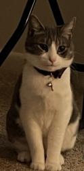 Lost Male Cat last seen Indigo Sky St between Lorenz Ave and Loreina Luz Ave, Horizon City, TX 79928