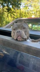 Lost Male Dog last seen Paseo , Kansas City, MO 64132