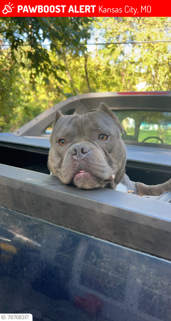 Lost Male Dog last seen Paseo , Kansas City, MO 64132