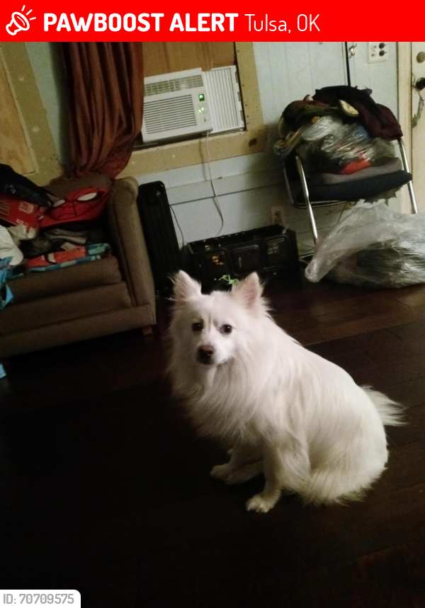 Lost Male Dog last seen Carriage Village, Tulsa, OK 74115