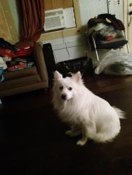 Lost Male Dog last seen Carriage Village, Tulsa, OK 74115