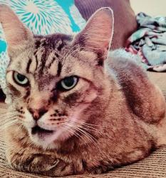 Lost Male Cat last seen Friendswood High School area, Friendswood, TX 77546