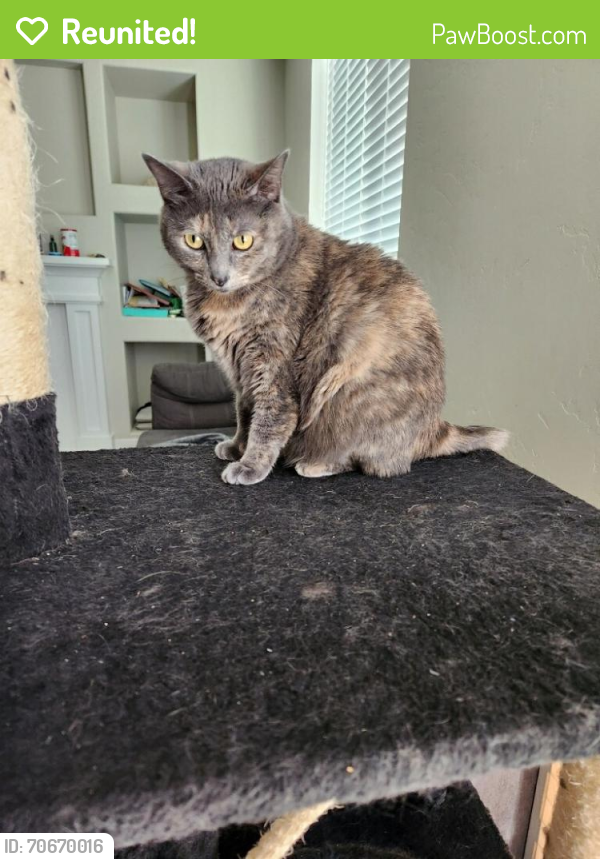 Wa Rav Cat Reunited Female Cat in Seattle, WA 98144 (ID: 70670016) | PawBoost