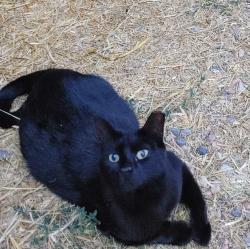 Lost Female Cat last seen Near the corner of 30th Ln and Danny Rd., Pueblo, CO 81006