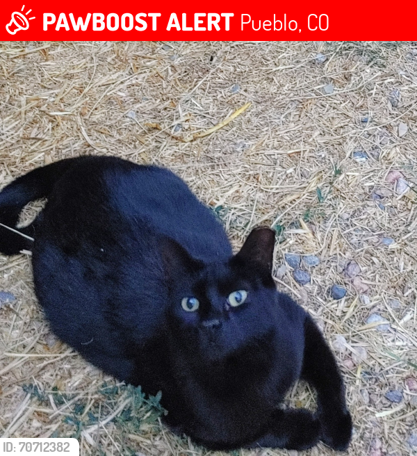 Lost Female Cat last seen Near the corner of 30th Ln and Danny Rd., Pueblo, CO 81006