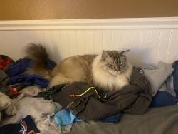 Lost Male Cat last seen Santee ca 92071, Santee, CA 92071