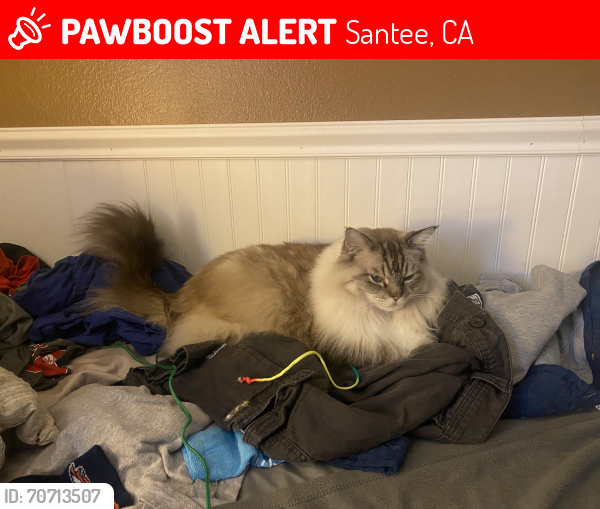 Lost Male Cat last seen Santee ca 92071, Santee, CA 92071