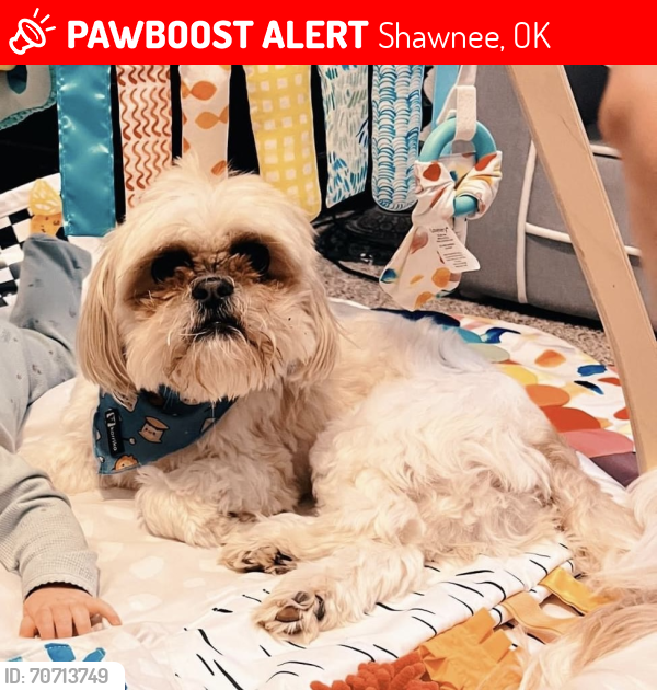 Lost Male Dog last seen Acme Rd and Independence St, Shawnee, OK 74801