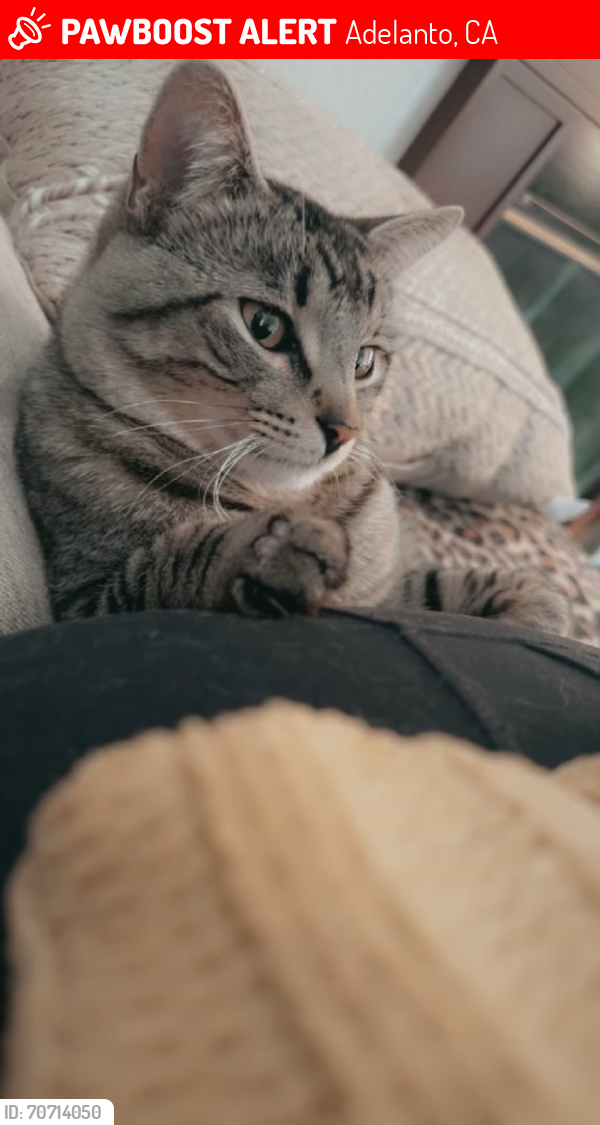 Lost Male Cat last seen Arlington st, Adelanto, CA 92301