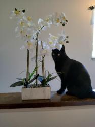 Lost Male Cat last seen Diablo Ave./Ceres near Sycamore Glen , Chico, CA 95973