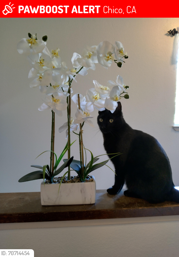 Lost Male Cat last seen Diablo Ave./Ceres near Sycamore Glen , Chico, CA 95973