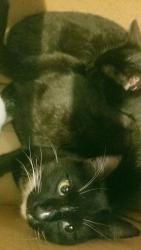 Lost Male Cat last seen Wakon Iron and Little Eagle, Pawhuska, OK 74056