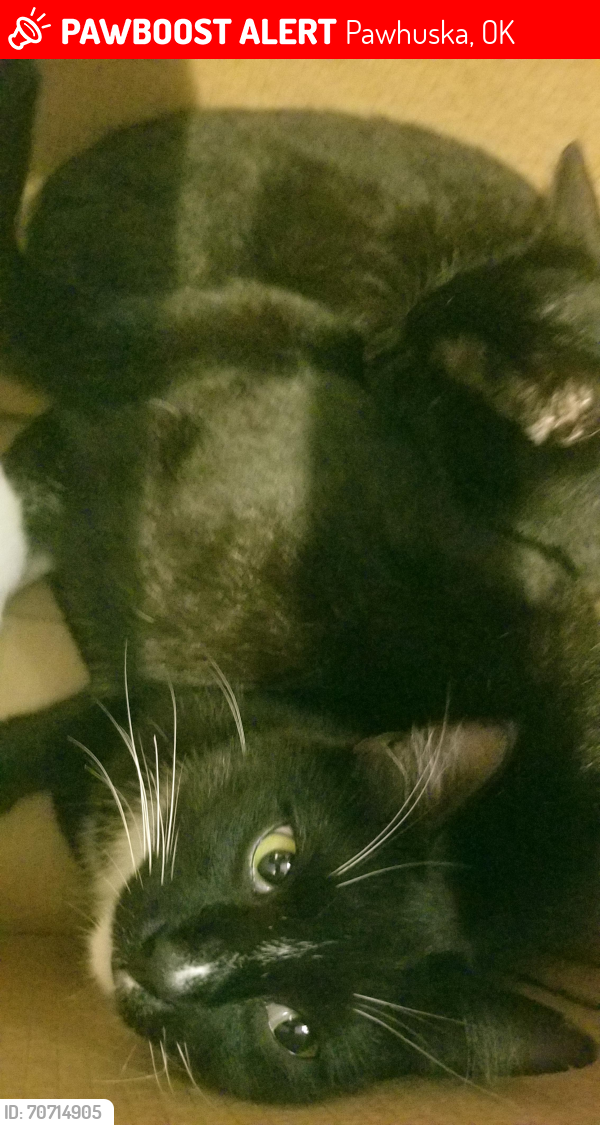 Lost Male Cat last seen Wakon Iron and Little Eagle, Pawhuska, OK 74056