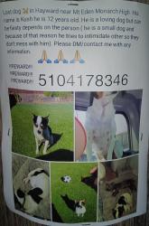 Lost Male Dog last seen Mount Eden High School, Hayward, CA 94545