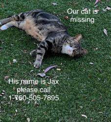 Lost Male Cat last seen Creative dr, Temecula, CA 92591