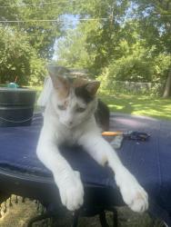 Reunited Female Cat last seen Holly and Westport , Kansas City, MO 64111
