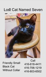 Lost Male Cat last seen Near Undercliff Drive, Midland & Kingston Road , Toronto, ON M1M 1A5