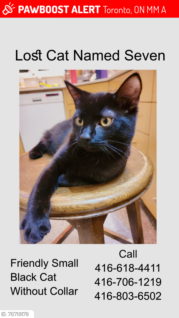 Lost Male Cat last seen Near Undercliff Drive, Midland & Kingston Road, Toronto, ON M1M 1A5