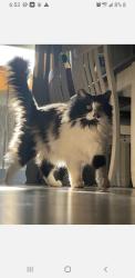 Lost Male Cat last seen Henrietta, Sacramento, CA 95822
