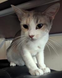 Lost Female Cat last seen Tamarand Way/Standlake Street, San Diego, CA 92154