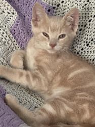 Lost Male Cat last seen Eastgate drive/ clover lane, Verona, VA 24482
