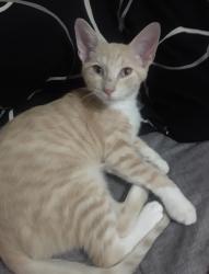 Lost Male Cat last seen MacArthur and Coronet, Irving, TX 75062