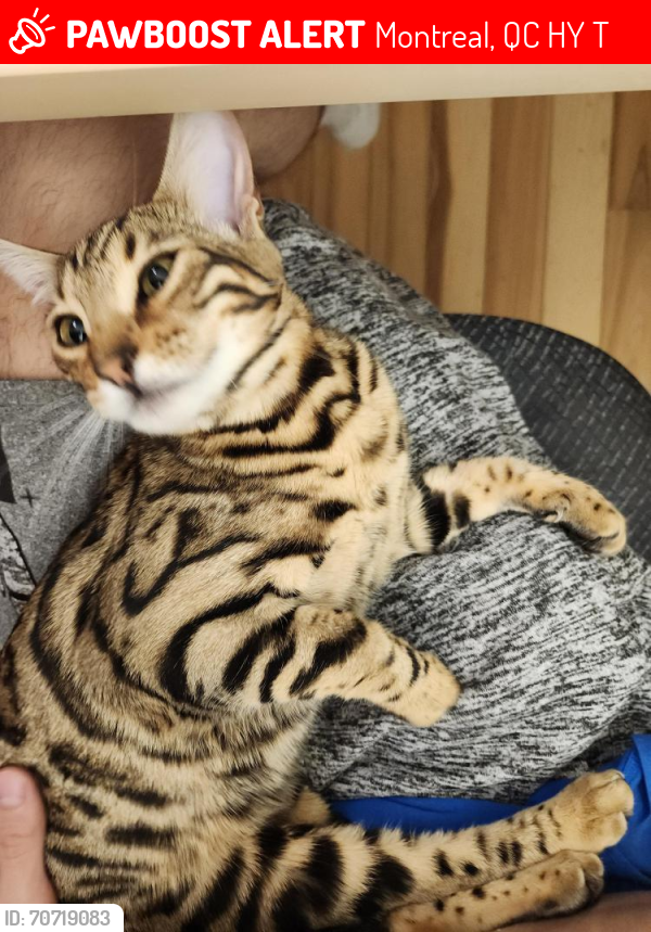Lost Female Cat last seen H8y 2t3, Montreal, QC H8Y 2T3