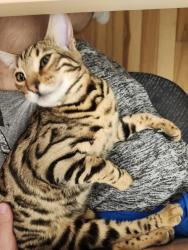 Lost Female Cat last seen H8y 2t3, Montreal, QC H8Y 2T3