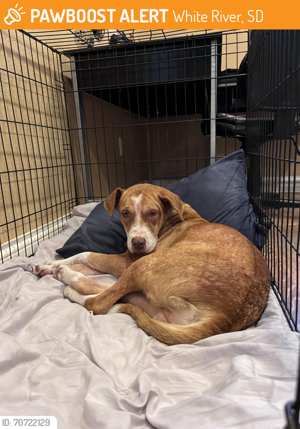 Rehomed Female Dog last seen Gus Stop, White River, SD 57579