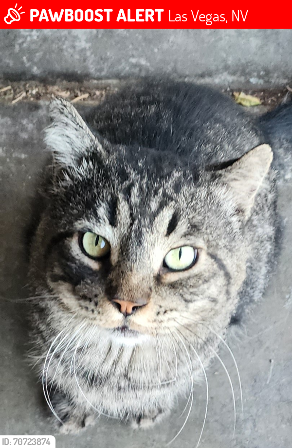 Lost Male Cat last seen CANE HILL DRIVE , Las Vegas, NV 89142