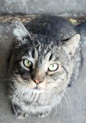 Lost Male Cat last seen CANE HILL DRIVE , Las Vegas, NV 89142