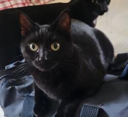 Lost Female Cat last seen Chipping Ridge, Perinton, NY 14450
