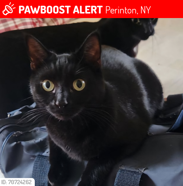 Lost Female Cat last seen Chipping Ridge, Perinton, NY 14450