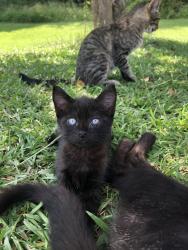 Lost Female Cat last seen Near Abners Run Dr Greer 29651, Greer, SC 29651