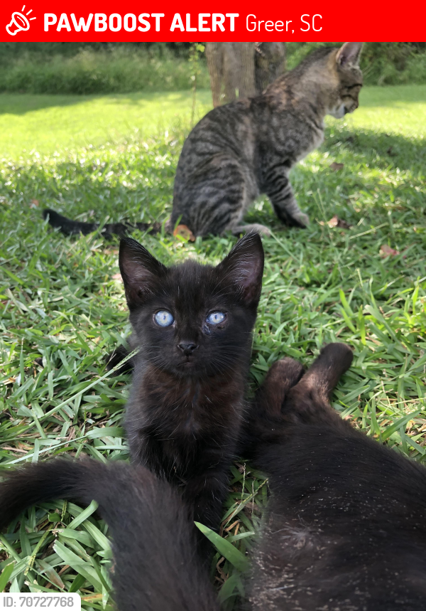 Lost Female Cat last seen Near Abners Run Dr Greer 29651, Greer, SC 29651
