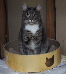 Lost Male Cat last seen Cricket Hill Trl & Quilting Bee, Lawrenceville, GA 30044