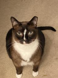 Lost Male Cat last seen Grand Oaks Subdivision , Grand Oaks, FL 34639