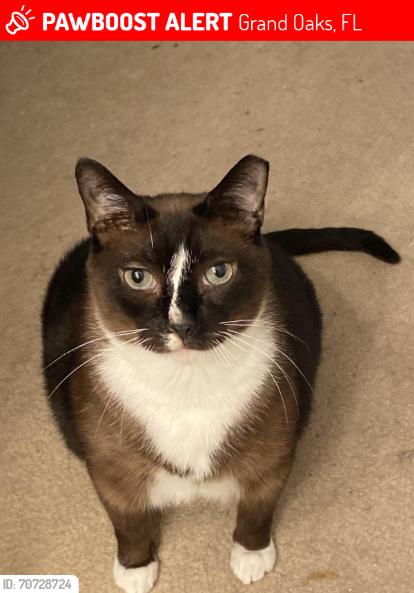 Lost Male Cat last seen Grand Oaks Subdivision , Grand Oaks, FL 34639
