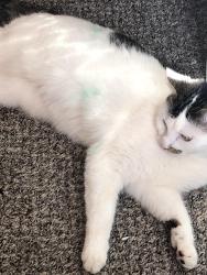 Lost Female Cat last seen Meridinaville bottom rd , Huntsville, AL 35810
